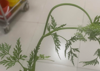 ba nguoi cap cuu sau khi an can nuoc 1072.png