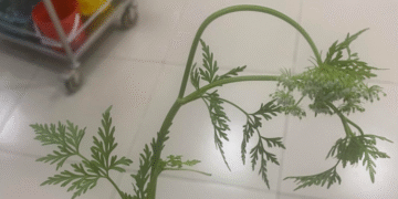 ba nguoi cap cuu sau khi an can nuoc 1072.png