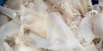 bi lon bo phan bi ghe lanh nhung la kho bau chong gia 2457.png