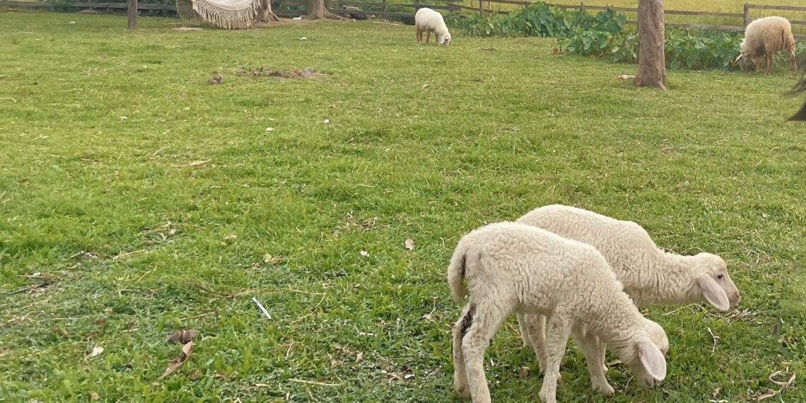 bo noi ro viec cap so do cho dat duoc giao trai tham quyen chua xay nha 1642.jpg