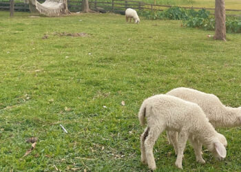 bo noi ro viec cap so do cho dat duoc giao trai tham quyen chua xay nha 1642.jpg