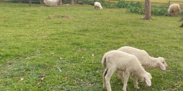 bo noi ro viec cap so do cho dat duoc giao trai tham quyen chua xay nha 1642.jpg
