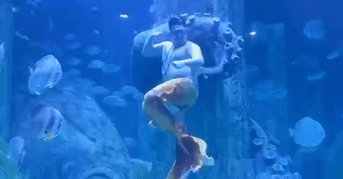 Chàng tiên cá hơn 100kg ở Nha Trang gây sốt với màn lắc bụng hài hước chang tien ca hon 100kg o nha trang gay sot voi man lac bung hai huoc 2875.gif