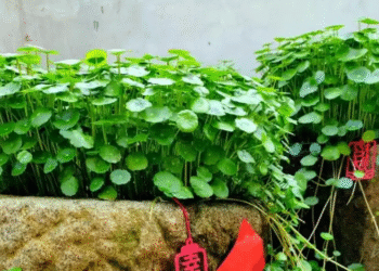 Đặt 5 loại cây này trong nhà: Vừa đẹp, vừa mang niềm tin tài lộc 'tự tìm đến' dat 5 loai cay nay trong nha vua dep tai loc tu tim den 243.png