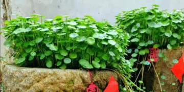 dat 5 loai cay nay trong nha vua dep tai loc tu tim den 243.png