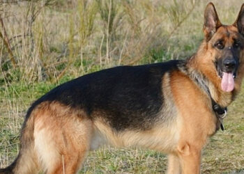 Hà Nội ghi nhận 2 ổ dịch dại tại Hòa Lạc, Hạ Bằng, 4 người phơi nhiễm độ III ha noi ghi nhan 2 o dich dai tai hoa lac ha bang 1760.jpg