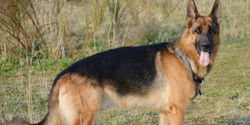 ha noi ghi nhan 2 o dich dai tai hoa lac ha bang 1760.jpg