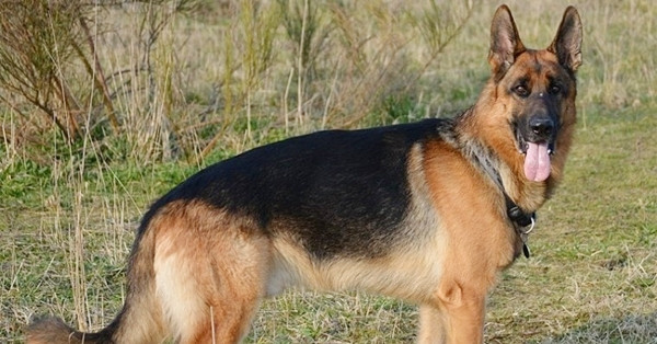 Hà Nội ghi nhận 2 ổ dịch dại tại Hòa Lạc, Hạ Bằng, 4 người phơi nhiễm độ III ha noi ghi nhan 2 o dich dai tai hoa lac ha bang 1760.jpg