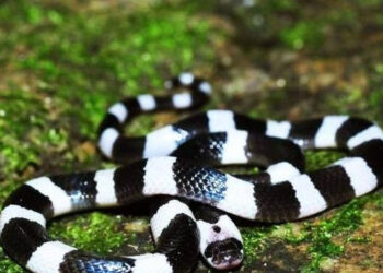 hanh khach mang huyet thanh tu tphcm ra hue giup cuu be gai bi ran cap nia can 980.jpg