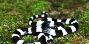 hanh khach mang huyet thanh tu tphcm ra hue giup cuu be gai bi ran cap nia can 980.jpg