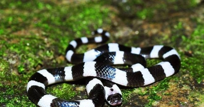 Bé gái bị rắn cạp nia cắn khi ngủ dưới sàn nhà hanh khach mang huyet thanh tu tphcm ra hue giup cuu be gai bi ran cap nia can 980.jpg