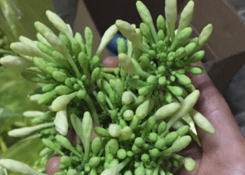 hoa du du duc tri ho ai khong nen dung 1328.png