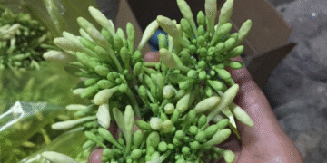 hoa du du duc tri ho ai khong nen dung 1328.png