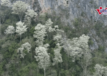 hoa than mat no trang suon nui thanh hoa dep nhu bien may giua dai ngan 2119.gif