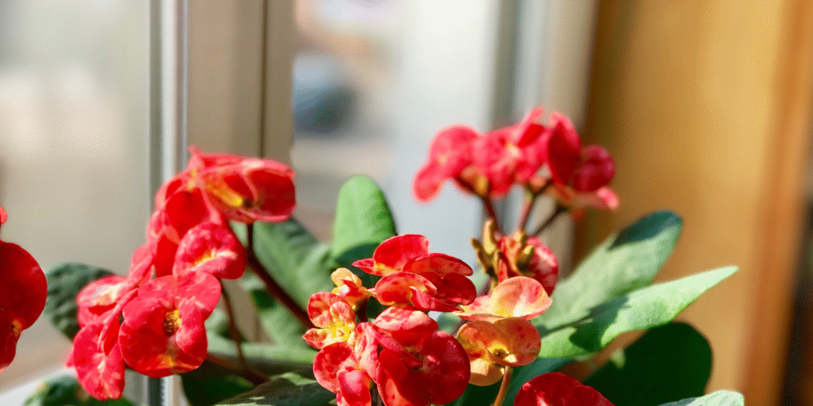 Loài cây gai góc nhưng là biểu tượng của may mắn và tài lộc