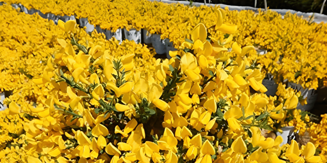 loai cay hoa vang ruc ro mang y nghia phu quy tien tai va may man 2298.png