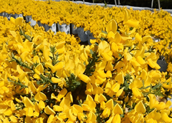 loai cay hoa vang ruc ro mang y nghia phu quy tien tai va may man 2298.png