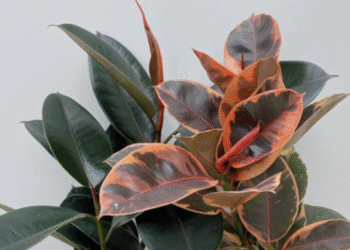 Loại cây lá non đỏ rực mang niềm tin may mắn và thịnh vượng, chinh phục mọi không gian sống Loại cây lá non đỏ rực mang niềm tin may mắn và thịnh vượng, chinh phục mọi không gian sống