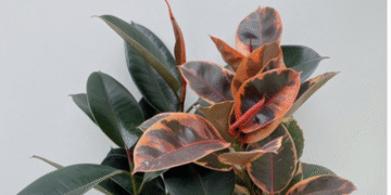 Loại cây lá non đỏ rực mang niềm tin may mắn và thịnh vượng, chinh phục mọi không gian sống