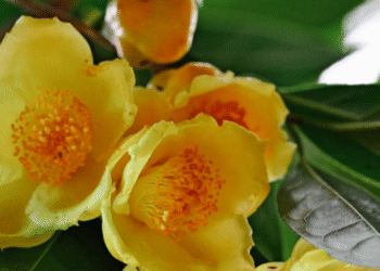 Loài cây mang sắc vàng phú quý, nhiều gia đình trồng trước nhà hút tài lộc loai cay mang sac vang phu quy nhieu gia dinh trong truoc nha hut tai loc 8.png