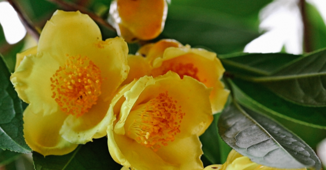 Loài cây mang sắc vàng phú quý, nhiều gia đình trồng trước nhà hút tài lộc loai cay mang sac vang phu quy nhieu gia dinh trong truoc nha hut tai loc 8.png