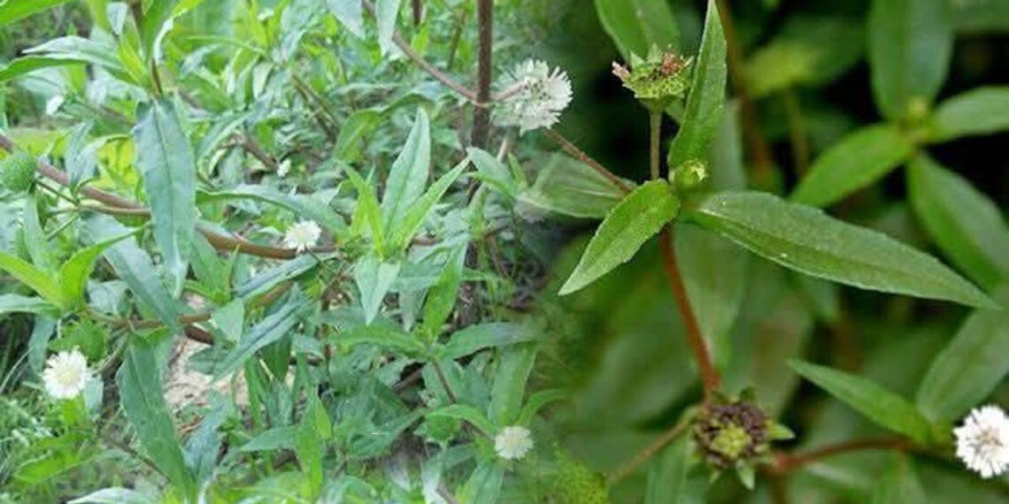 loai cay moc hoang chua chay mau cam bo than cuc hieu qua 1215.jpg