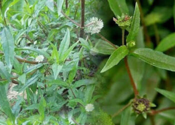 loai cay moc hoang chua chay mau cam bo than cuc hieu qua 1215.jpg