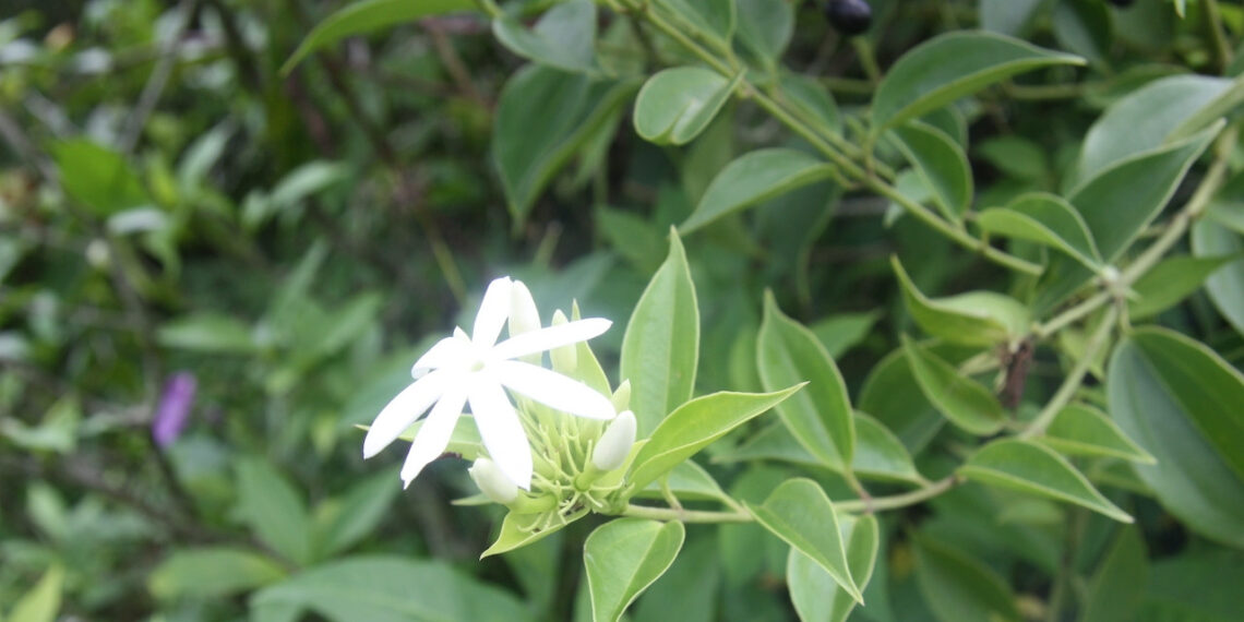 loai cay moc hoang ho tro giam beo nhung nguoi mac benh nay khong lam dung 255.jpeg