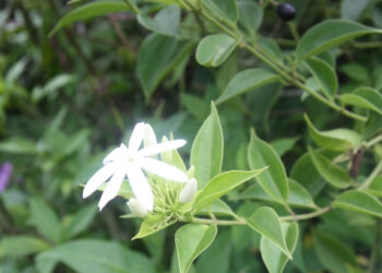 loai cay moc hoang ho tro giam beo nhung nguoi mac benh nay khong lam dung 255.jpeg