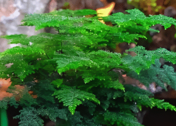 Loài cây nhỏ nhắn, thanh tao nhưng ẩn chứa bí mật phong thủy