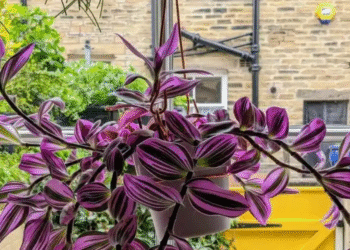 loai cay nhu tranh son dau de cham cang trong cang nang tam can ho 294.png