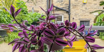 loai cay nhu tranh son dau de cham cang trong cang nang tam can ho 294.png