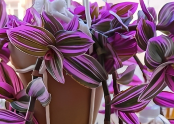 Loài cây tím biếc gây sốt sân vườn: Đẹp lạ, dễ trồng, ý nghĩa phong thủy ít ngờ loai cay tim biec gay sot san vuon dep la de trong y nghia phong thuy it ngo 255.png