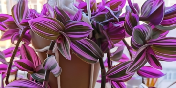 loai cay tim biec gay sot san vuon dep la de trong y nghia phong thuy it ngo 255.png