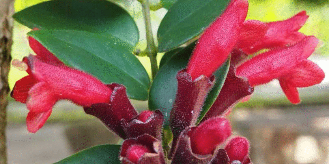 loai cay treo do ruc gay sot gioi can ho vua dep vua mang y nghia phat tai 296.png