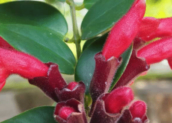 Loài cây treo đỏ rực ‘gây sốt’ giới căn hộ, vừa đẹp vừa mang ý nghĩa phát tài loai cay treo do ruc gay sot gioi can ho vua dep vua mang y nghia phat tai 296.png