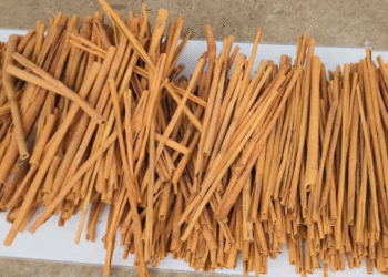 Loại ‘củi khô’ xó bếp nhưng là dược liệu quý