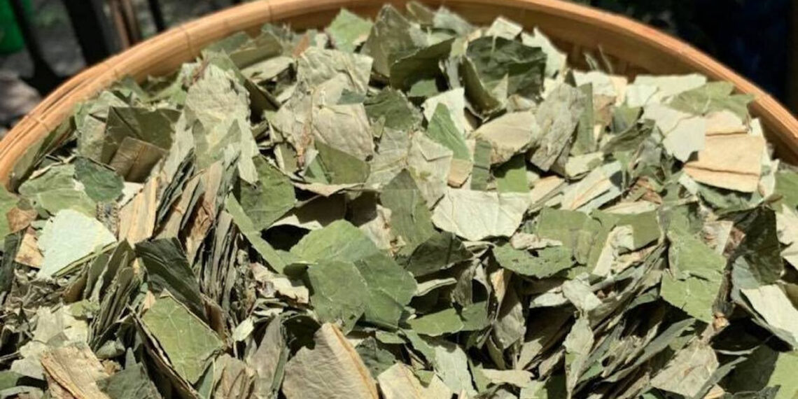 Loại lá giảm béo hiệu quả nhưng 2 nhóm người cần thận trọng khi dùng loai la giam beo hieu qua nhung 2 nhom nguoi can than trong khi dung 643.jpg