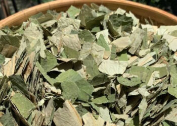 loai la giam beo hieu qua nhung 2 nhom nguoi can than trong khi dung 643.jpg