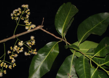 Loại lá rẻ bèo uống thay nước lọc cực tốt cho hệ tiêu hóa