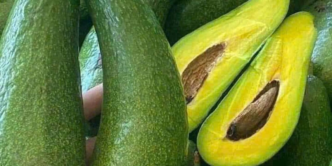 loai qua beo ngay tro thu cho nguoi giam can va mac benh tim mach 3288.jpg