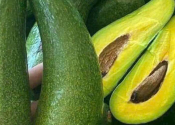 loai qua beo ngay tro thu cho nguoi giam can va mac benh tim mach 3288.jpg