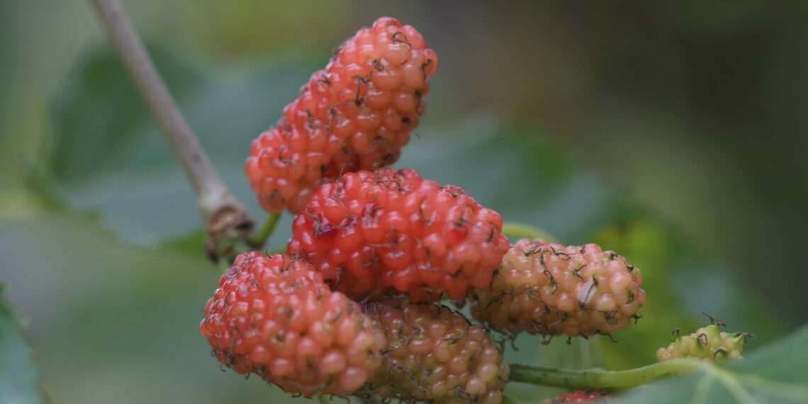Loại quả vào mùa bán đầy chợ, vừa giải nhiệt vừa tốt cho tim mạch loai qua vao mua ban day cho vua giai nhiet vua tot cho tim mach 843.jpeg