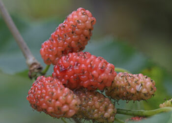 loai qua vao mua ban day cho vua giai nhiet vua tot cho tim mach 843.jpeg