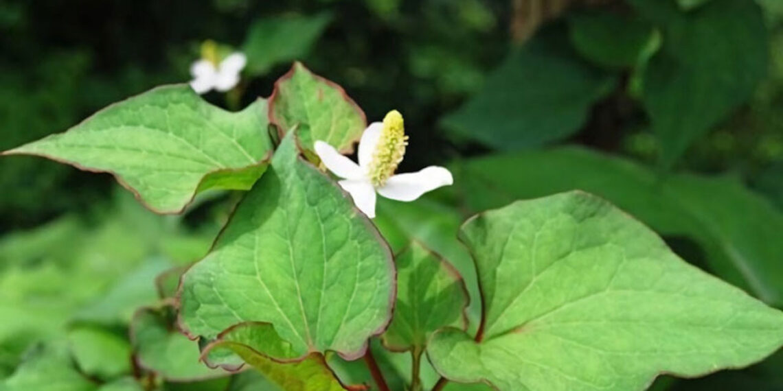 loai rau gia vi phai bit mui khi an nhung loi tieu ho tro thai doc gan 2111.jpg