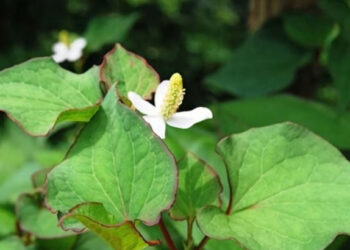 Loại rau gia vị phải ‘bịt mũi' khi ăn nhưng lợi tiểu, hỗ trợ thải độc gan loai rau gia vi phai bit mui khi an nhung loi tieu ho tro thai doc gan 2111.jpg