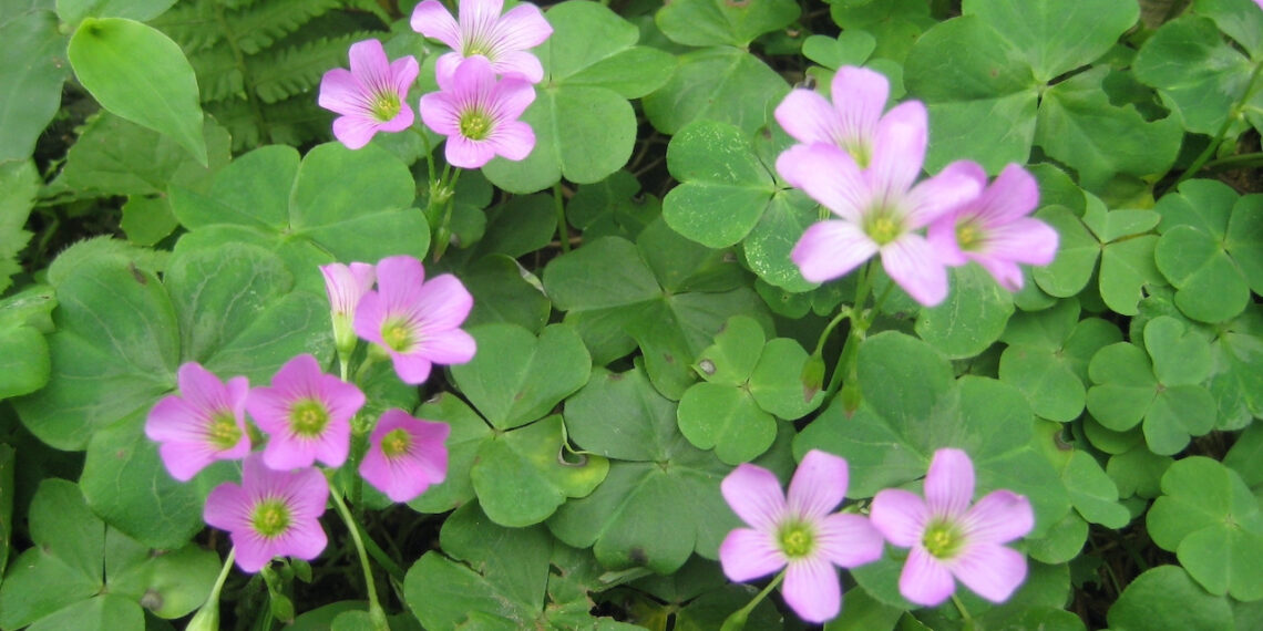 Loại rau mọc hoang khắp vườn dùng nấu canh chua, hỗ trợ tiêu hóa hiệu quả