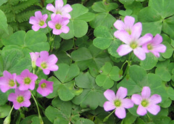 Loại rau mọc hoang khắp vườn dùng nấu canh chua, hỗ trợ tiêu hóa hiệu quả