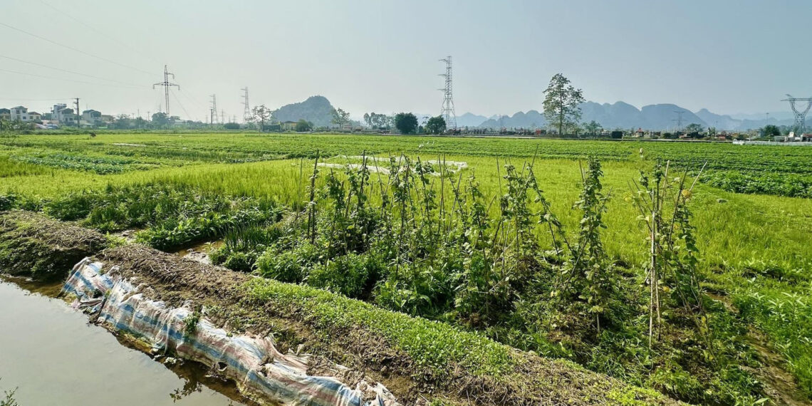 Mua đất nông nghiệp bằng giấy viết tay từ 2018, có được cấp sổ đỏ? mua dat nong nghiep bang giay viet tay tu 2018 co duoc cap so do 1425.jpg