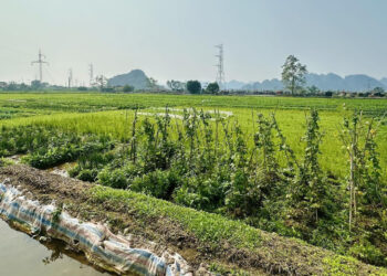 mua dat nong nghiep bang giay viet tay tu 2018 co duoc cap so do 1425.jpg